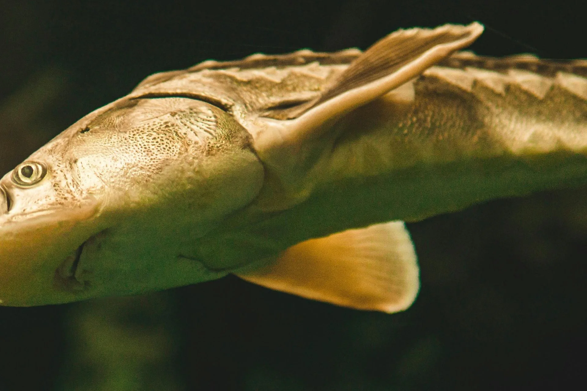 Endangered pallid sturgeon successfully spawn in Missouri River