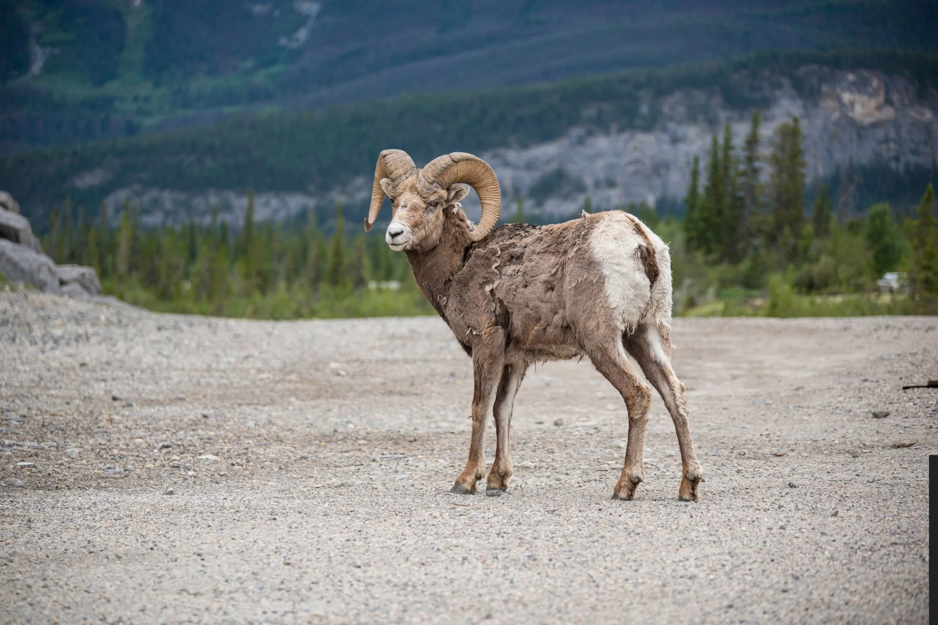 Notice of Bighorn Sheep Closure HD 500