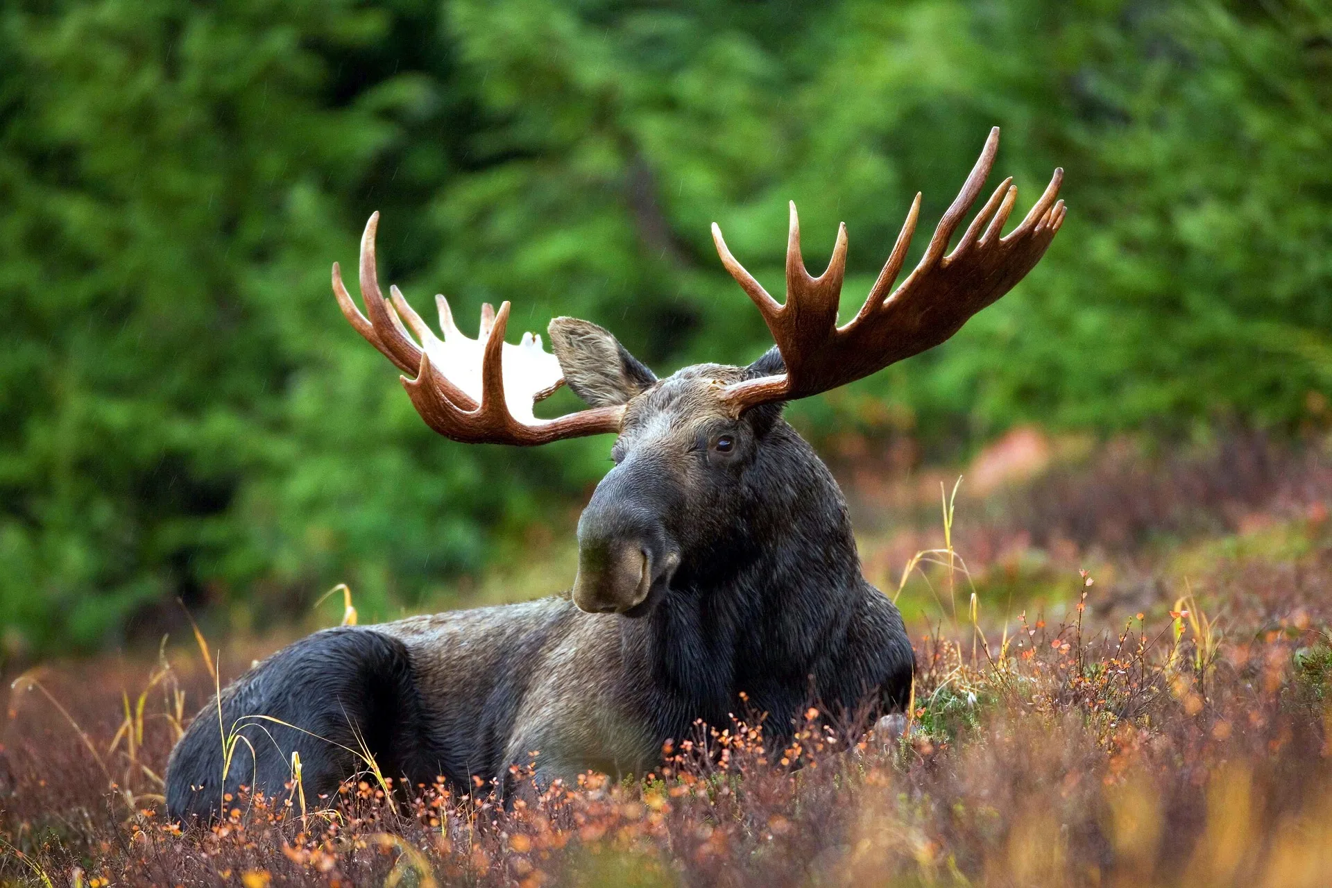 Couple injured by moose near Red Lodge