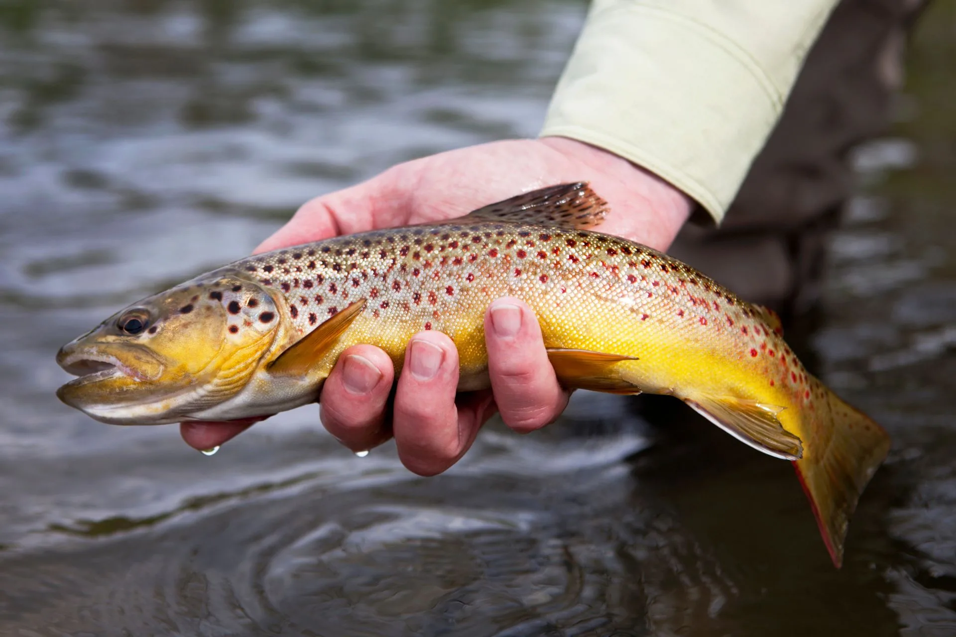 Livingston, MT Fishing Report October 5-15, 2025