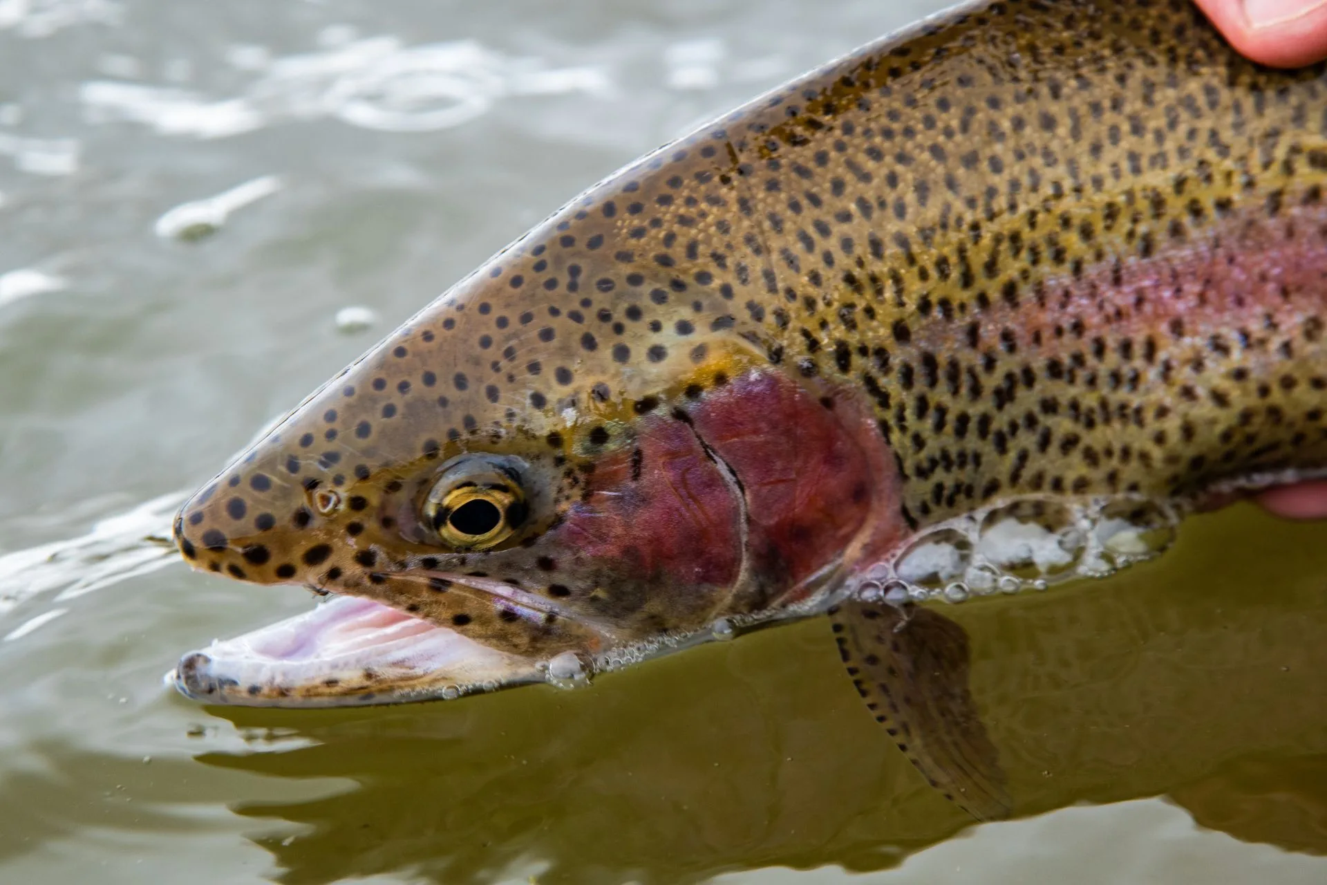 Helena Area Reservoirs Fishing Report 10.6.25