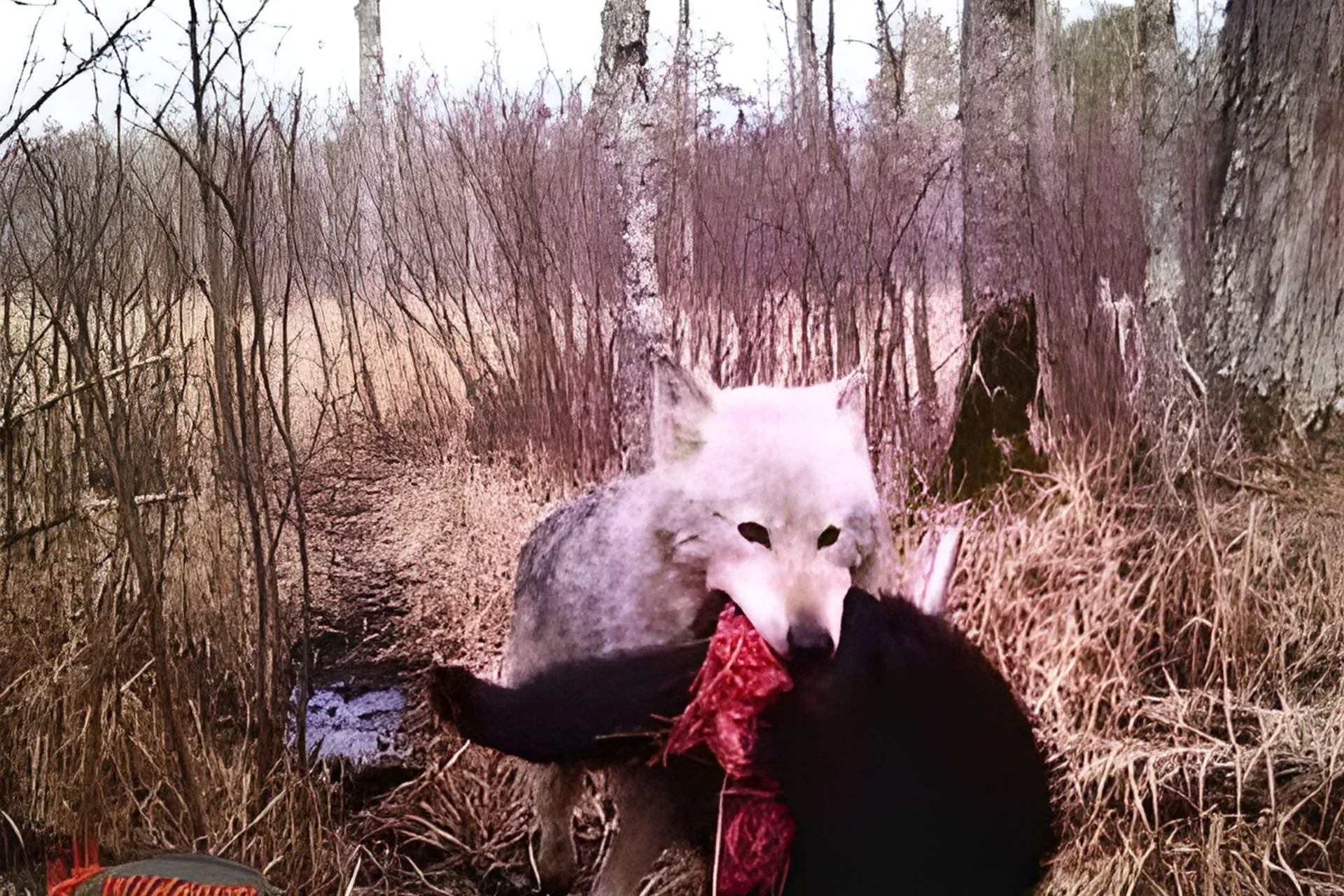 When Predators Hunt Predators