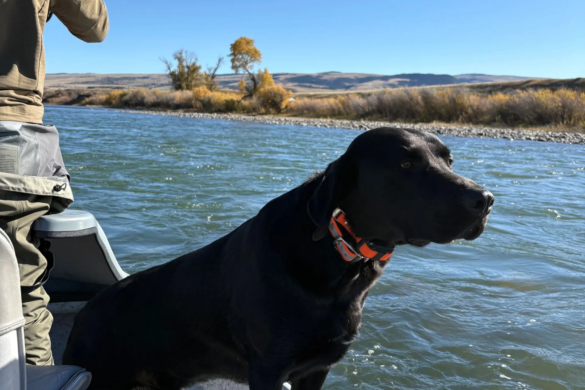 Yellowstone River Fishing Report 10.27.25