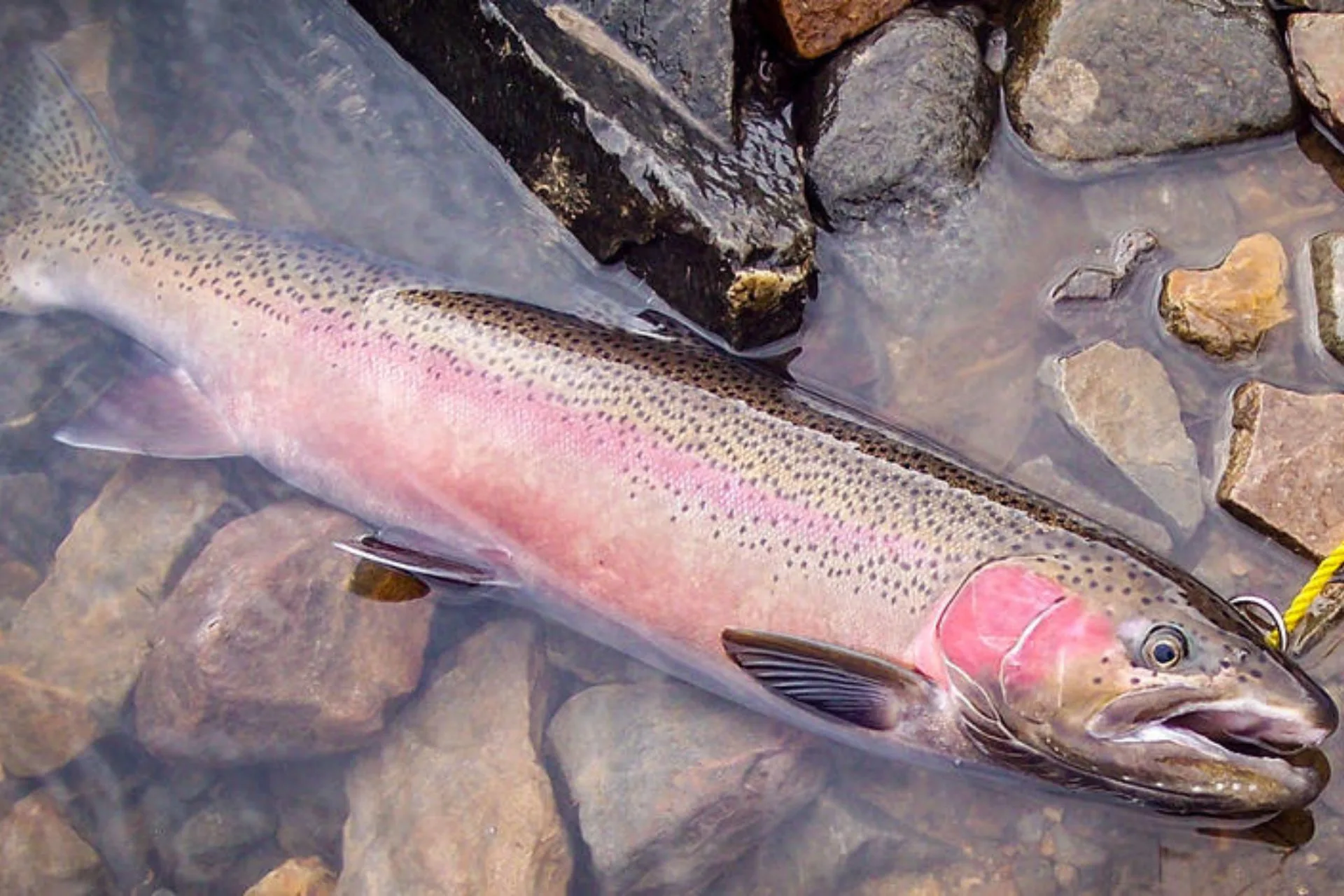 Upper Salmon River Steelhead Report 10.28.25