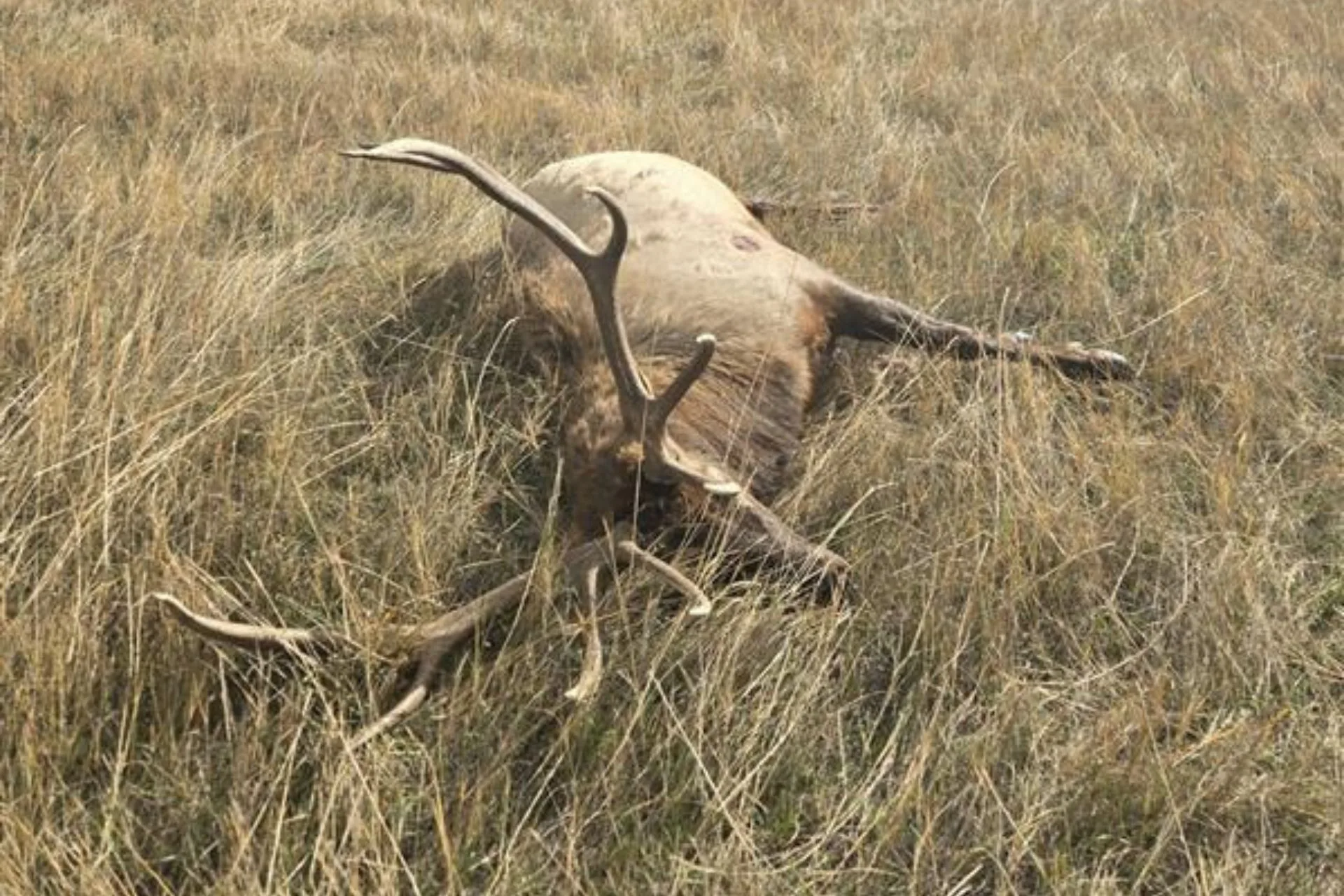 Wardens seeking information on unlawfully killed bull elk