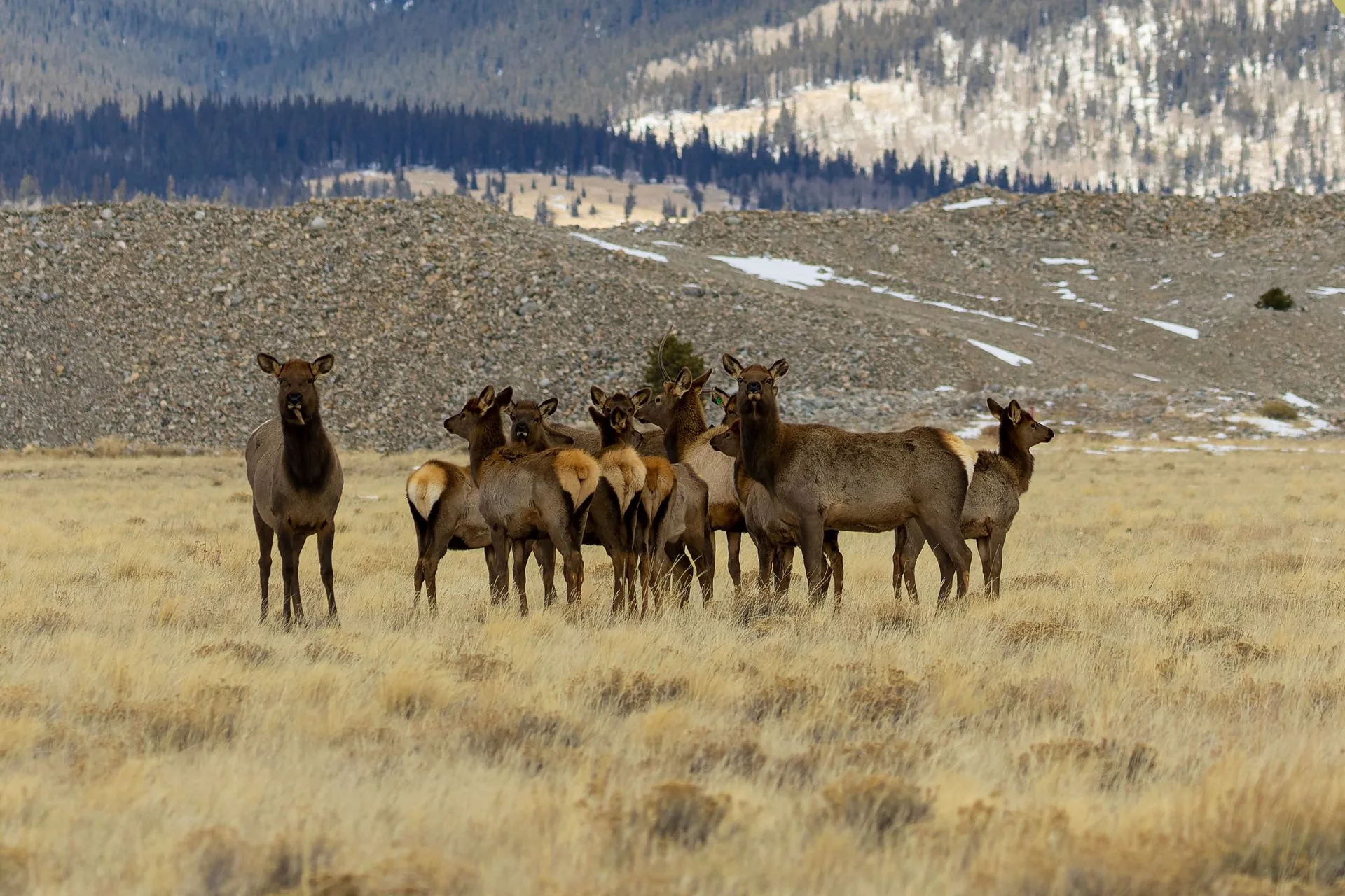 Your Season, Your Say…FWP Seeks Input on 2026–27 Hunting Regs