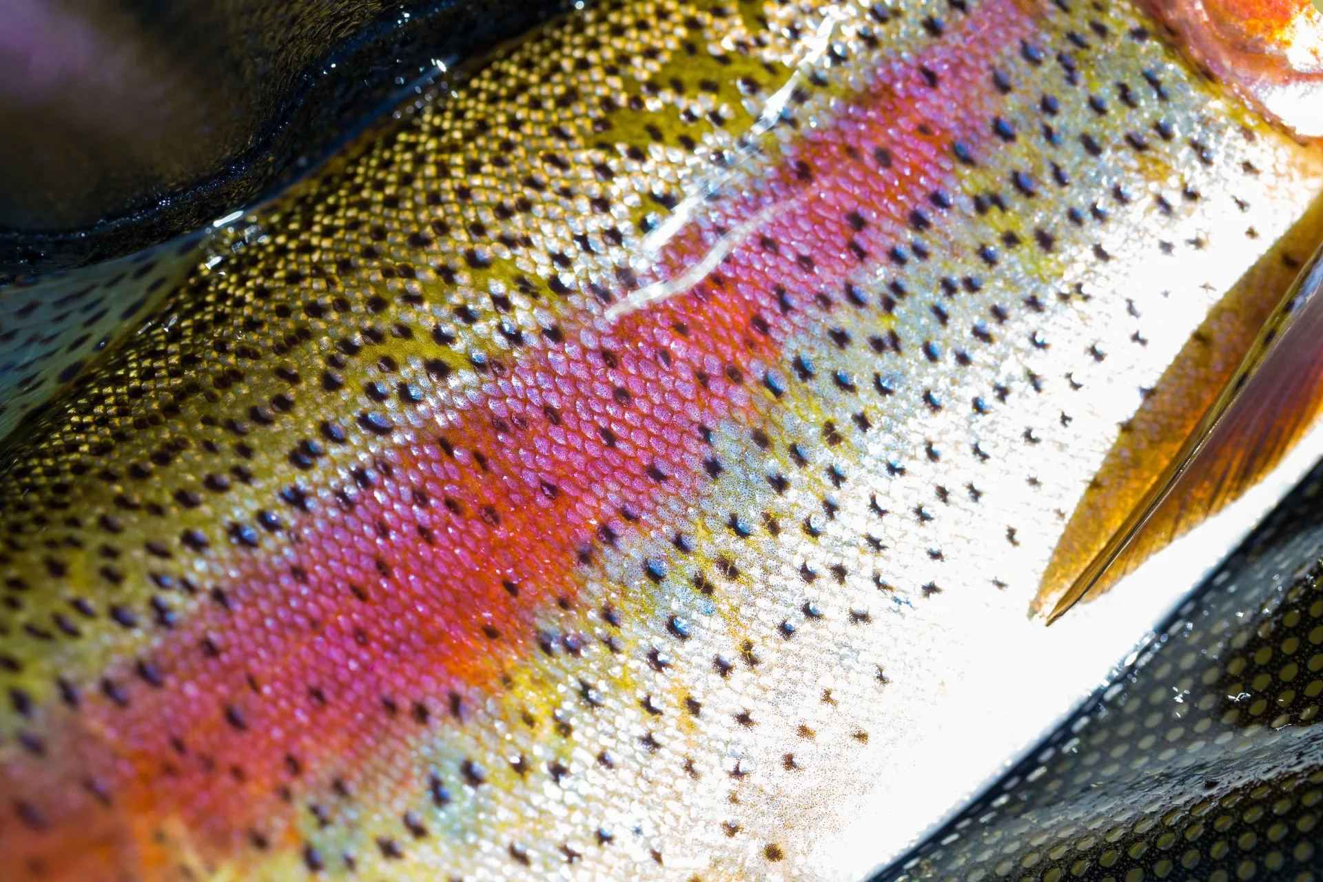 Missouri River Fishing Report 10.27.25