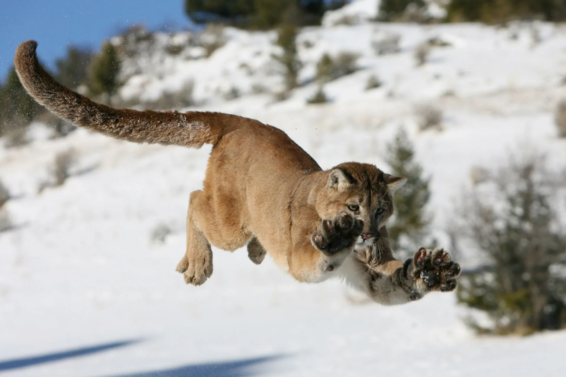 Large predator relocation notification law goes into effect