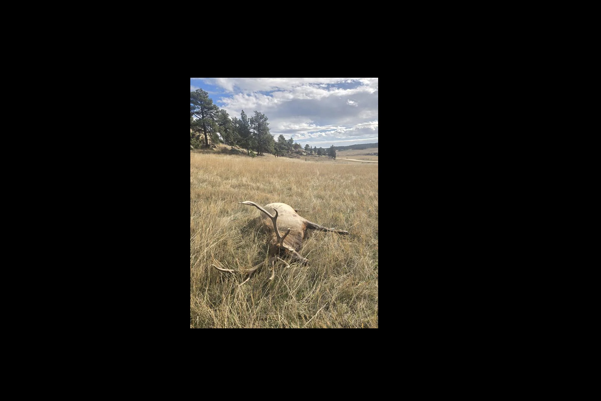 Wardens seeking information on unlawfully killed bull elk