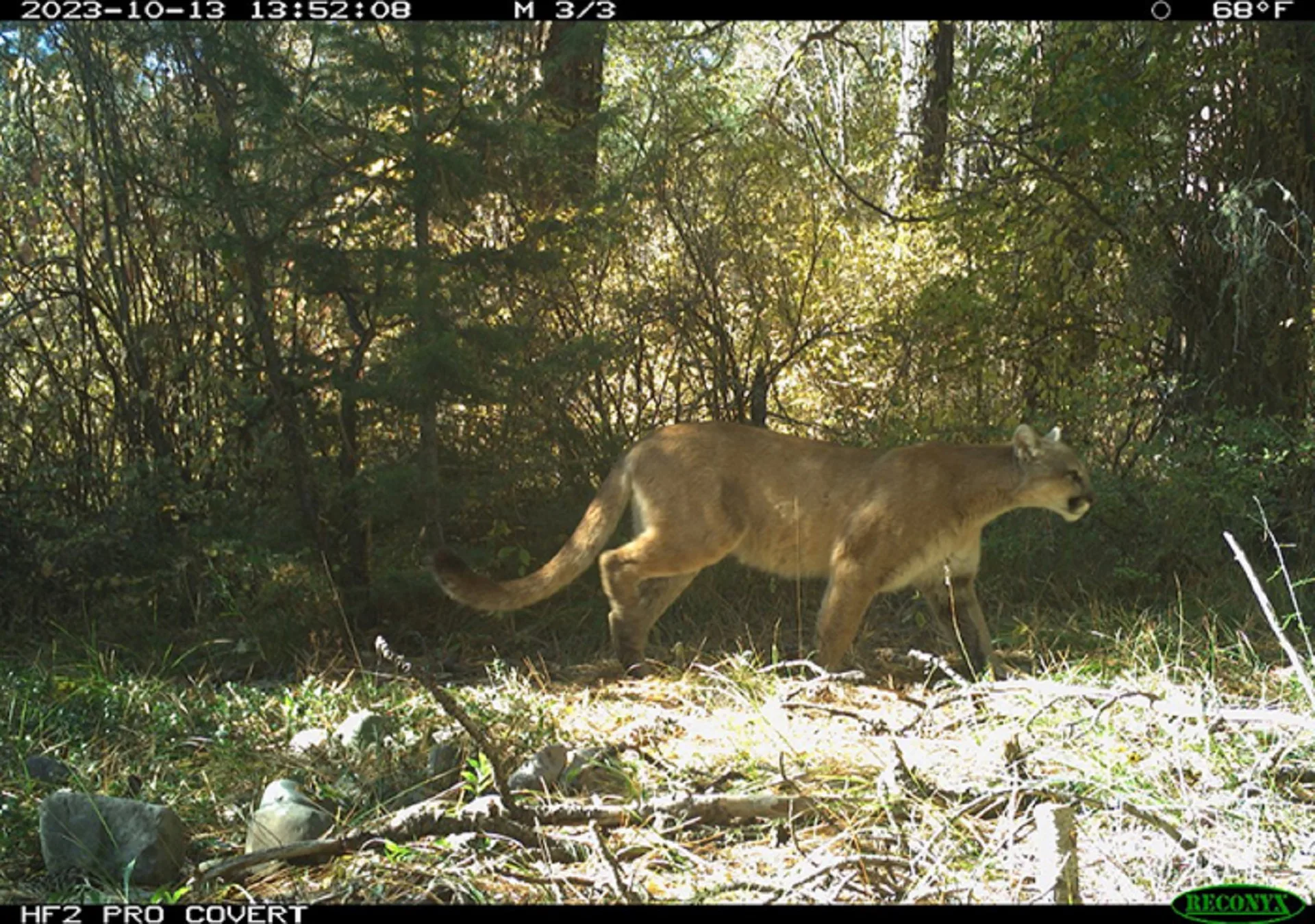 Snapshot Montana: UM Explores Animal Behavior with Camera Traps