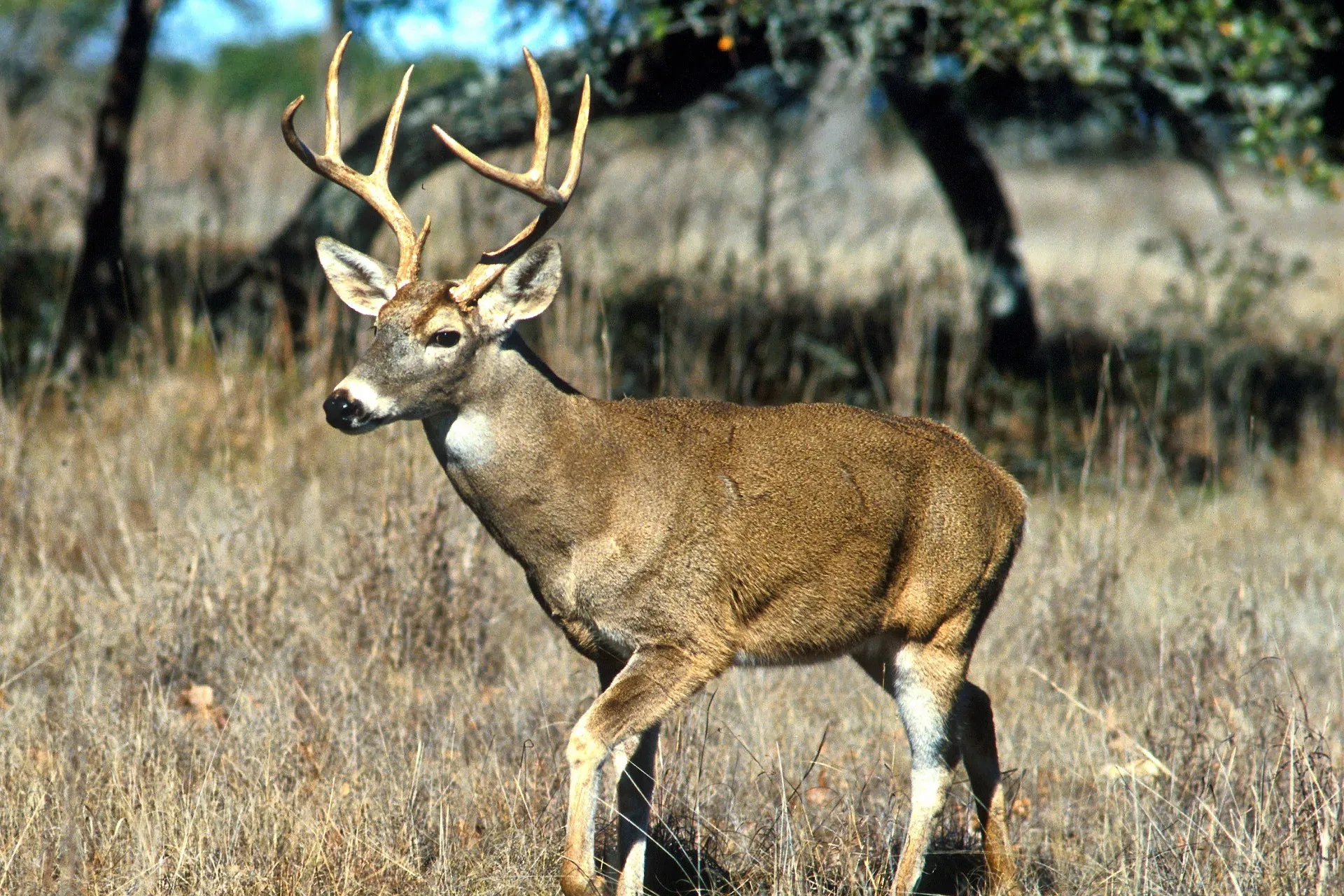 Fish and Wildlife Commission makes changes to deer B licenses in northeast Montana