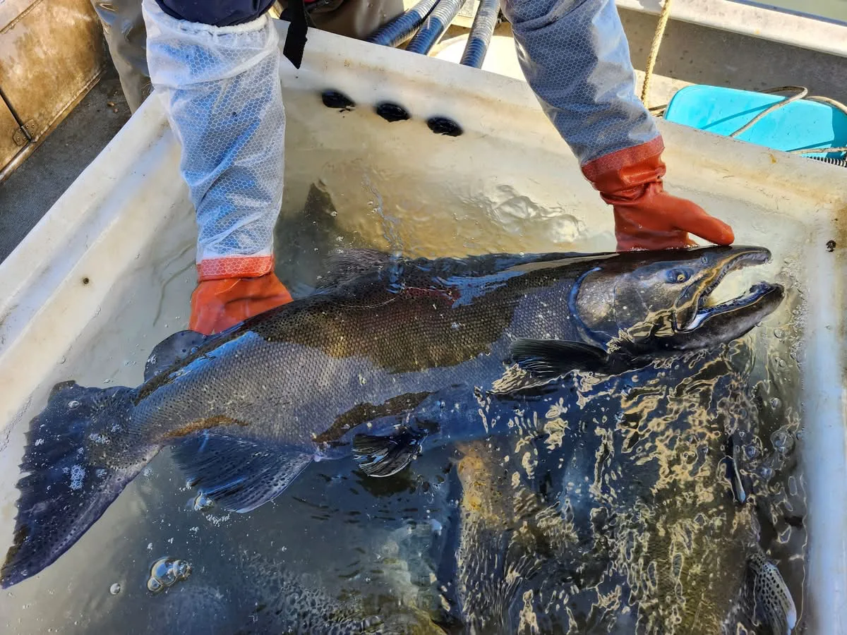 Fort Peck Cracks 895K: Chinook Egg Take Complete