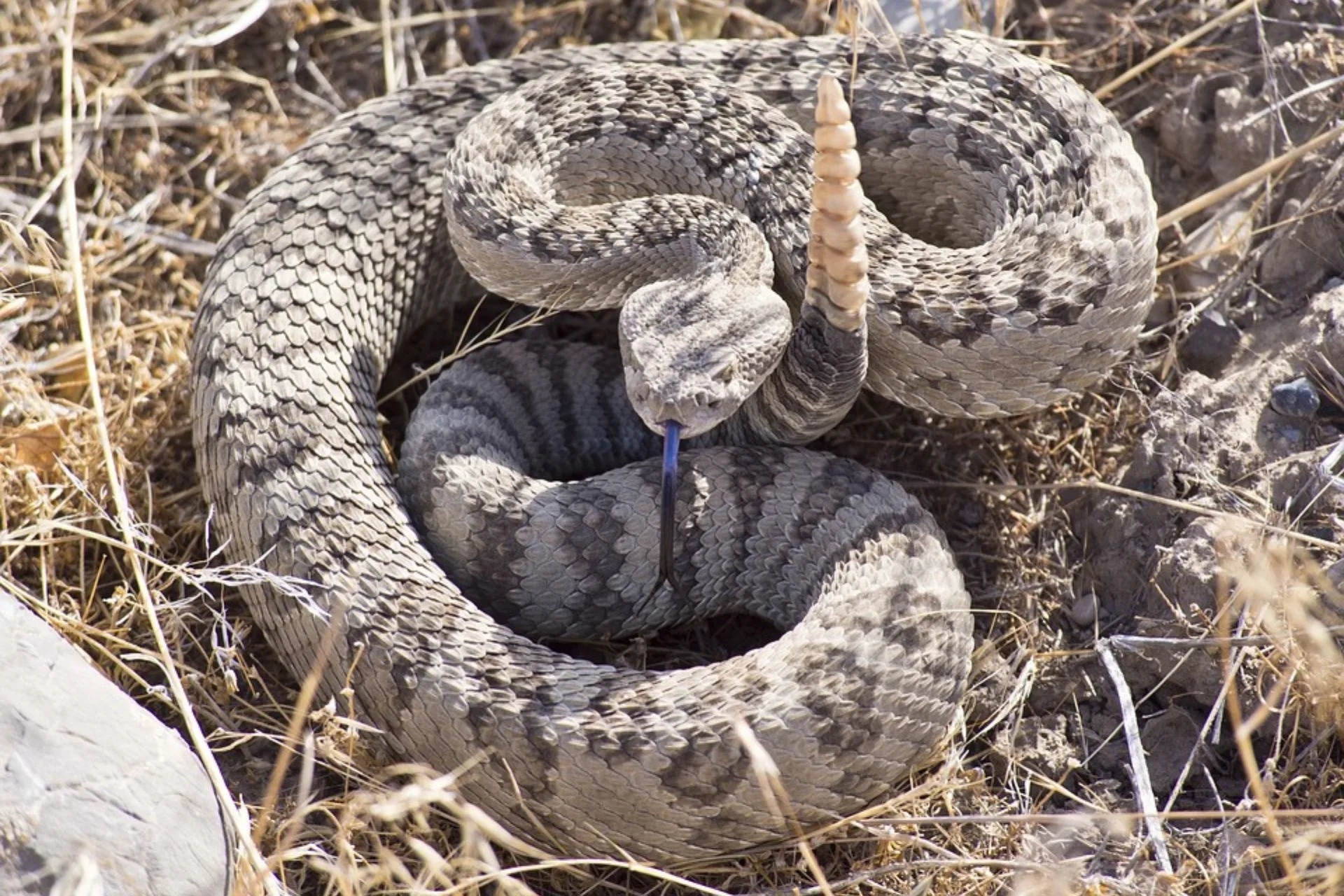 Snakey Senters