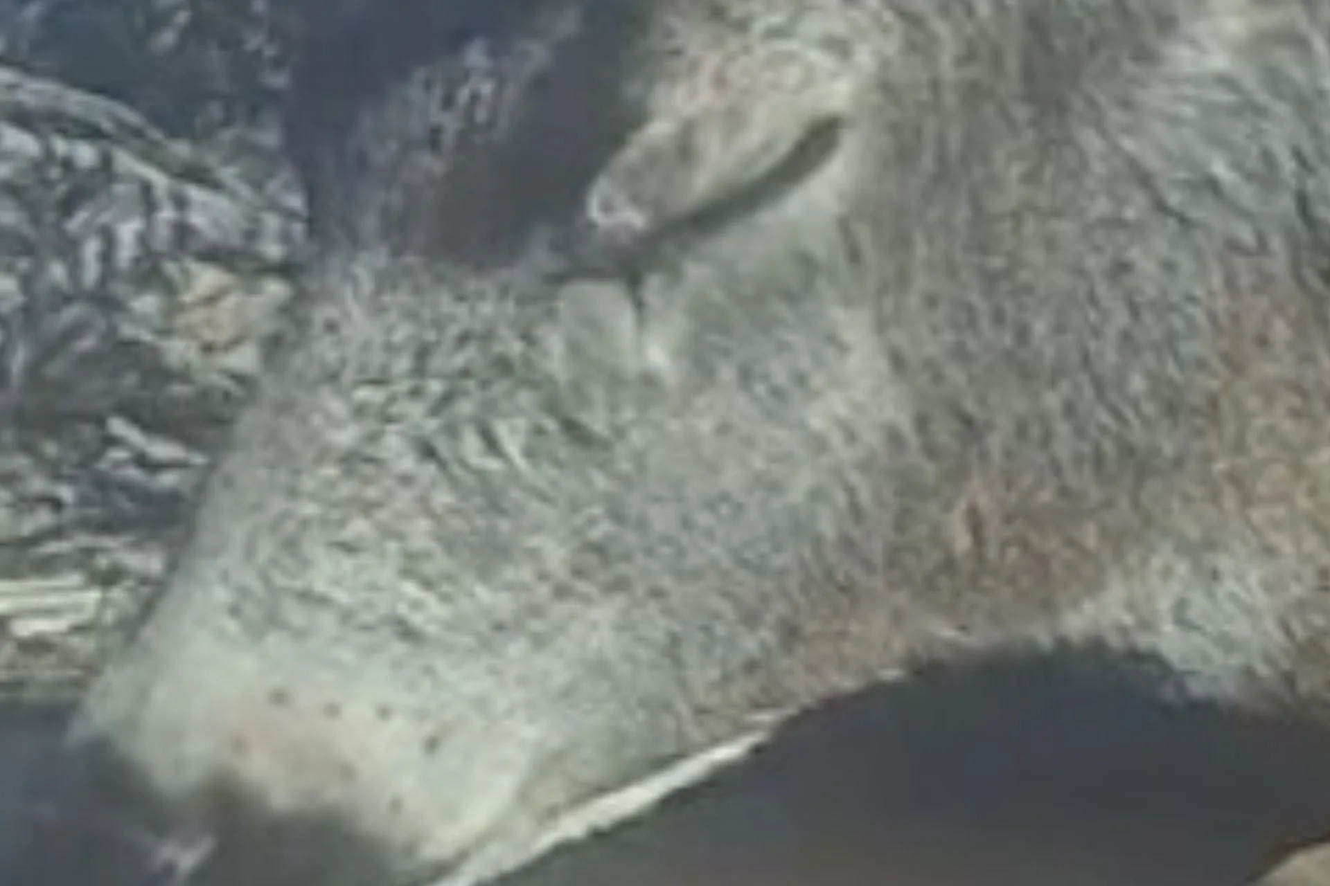 Sleeping Buck Caught on Video