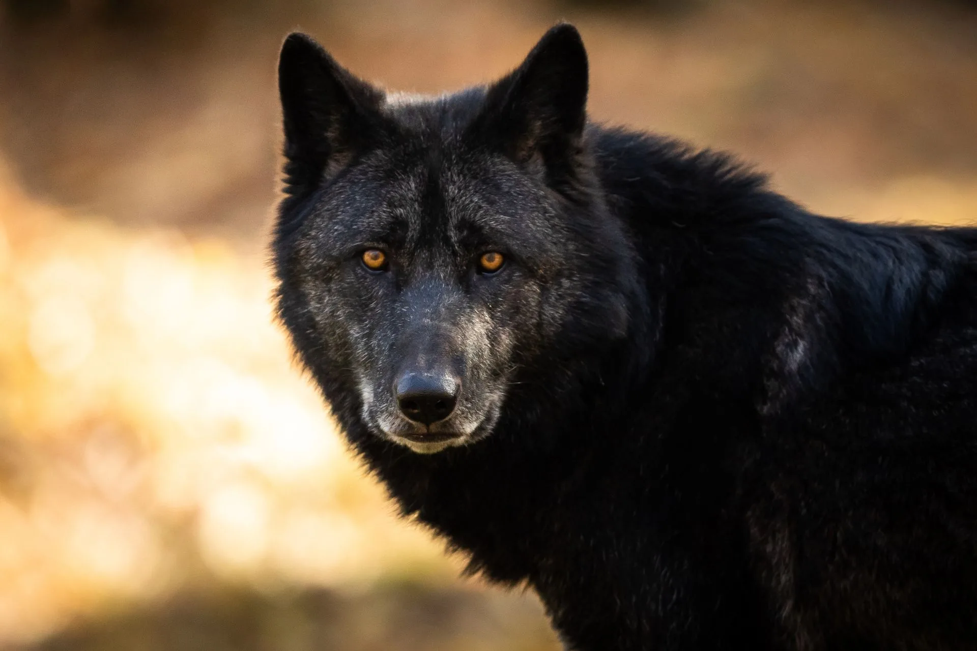 Notice of Wolf Closure – WMU 313