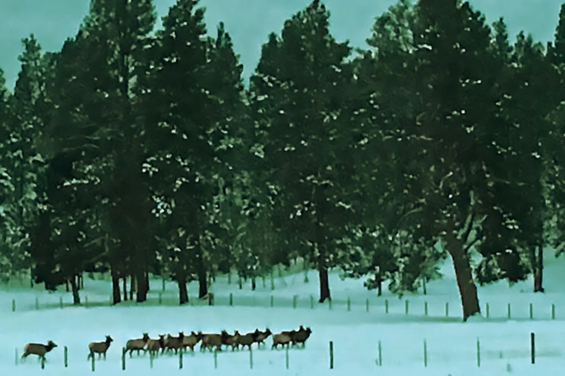 Montana’s Spiciest Drama Is Not Wolves or Grizzly Bears—It’s Land Access