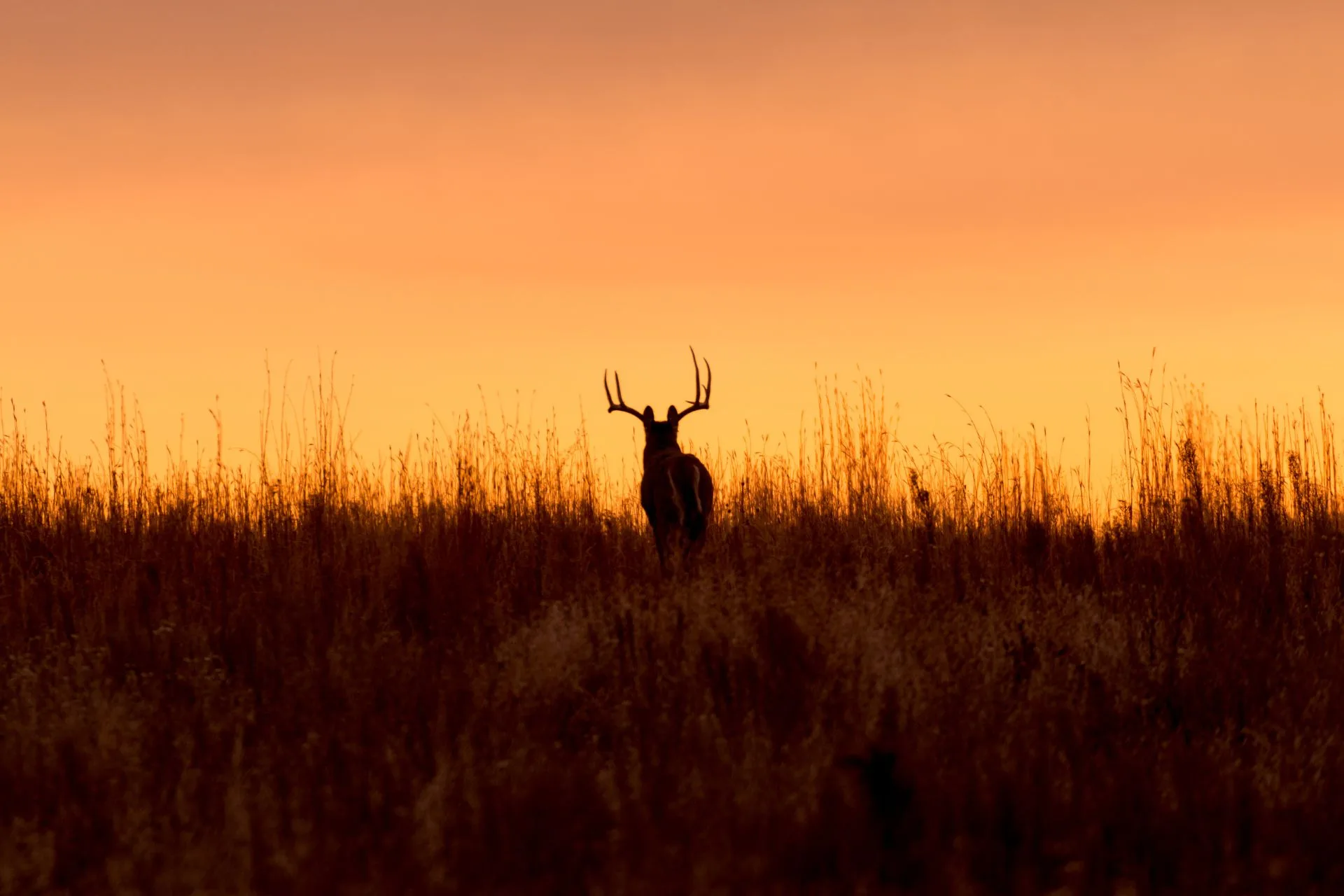 In Region 4, Elk Steal the Spotlight… By Hiding; Deer Hunters Remain Slightly Luckier