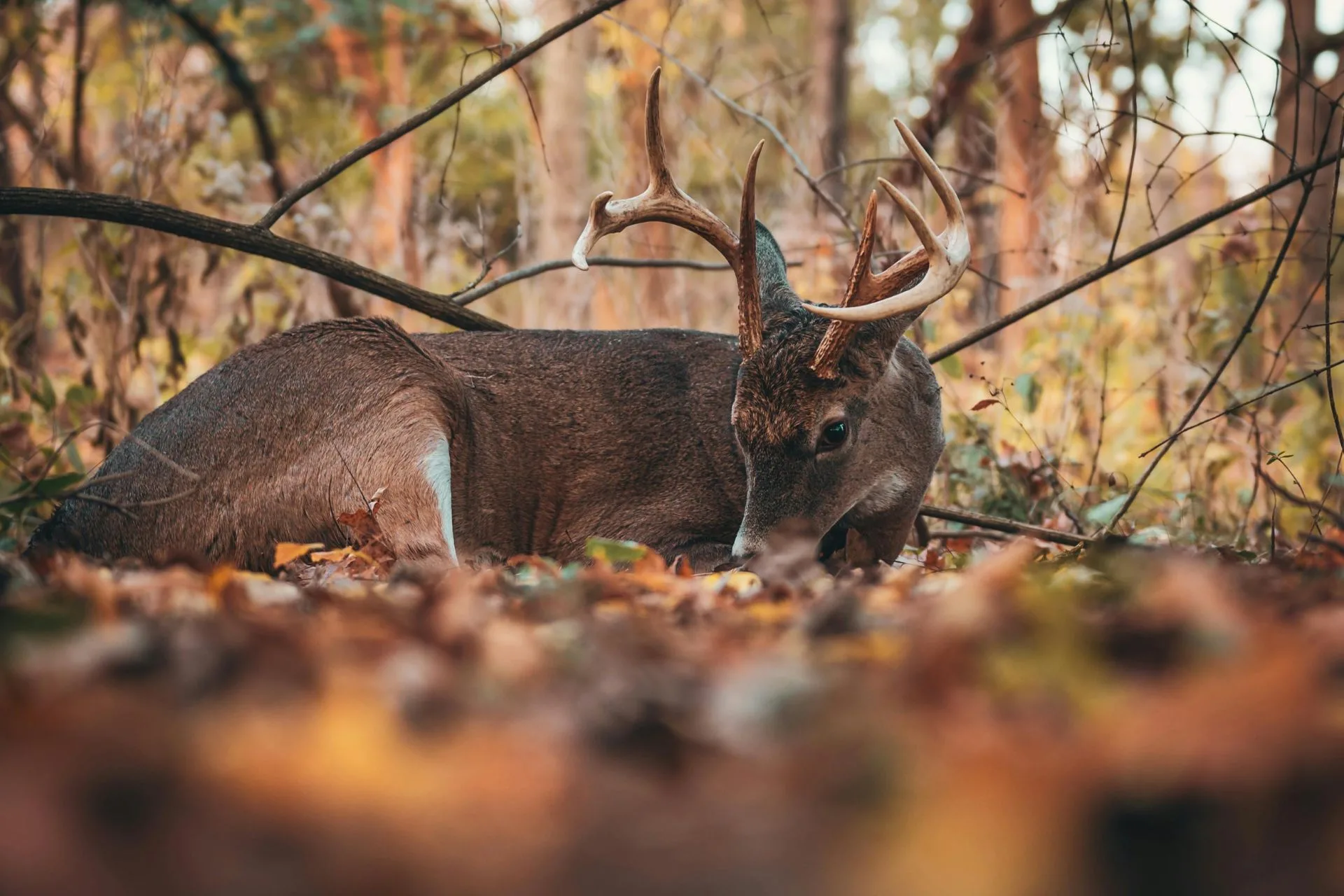 The Truth About Two Deer Killers in the Headlines
