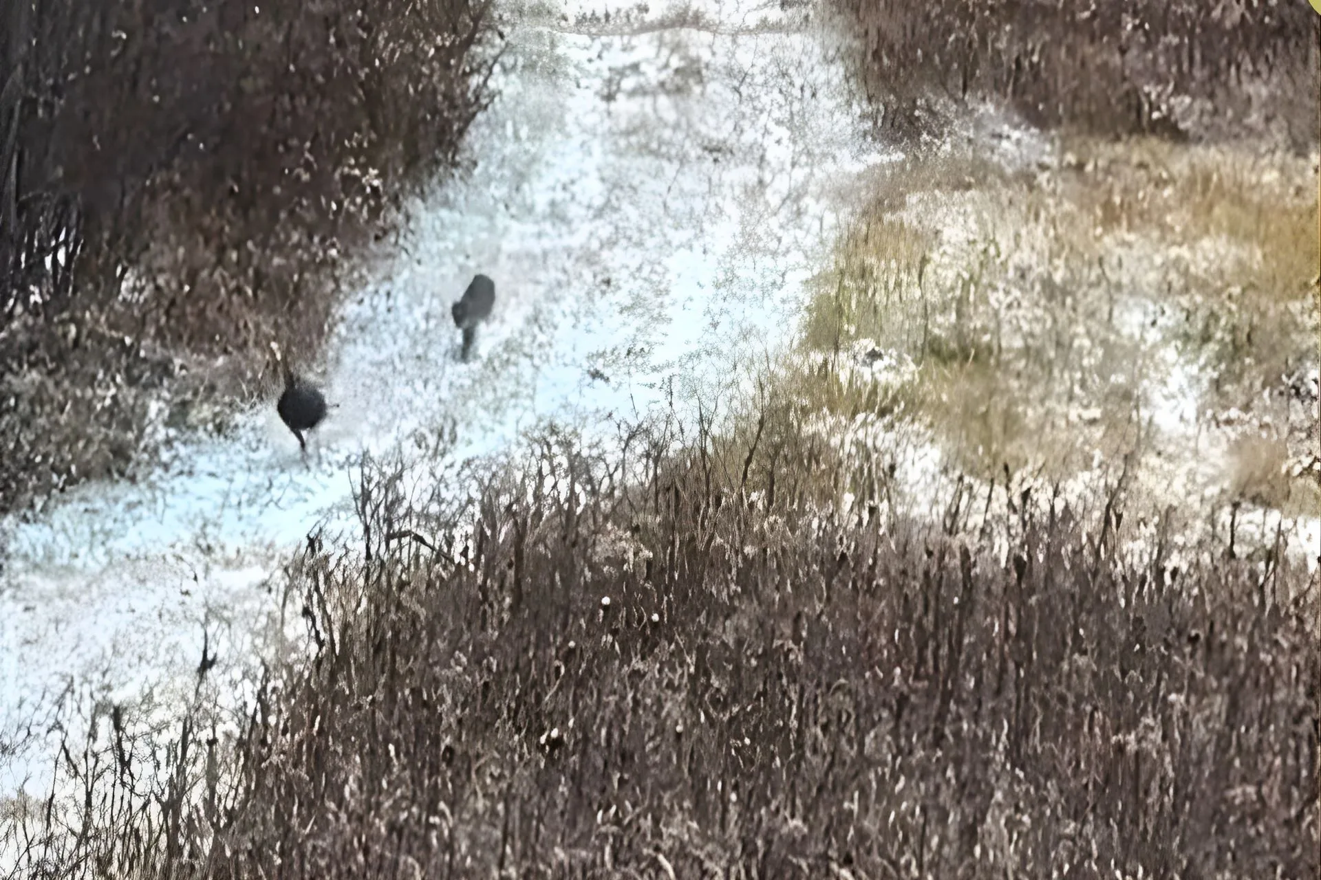 Gobble, Gobble, Montana Outdoor Radio Show Style