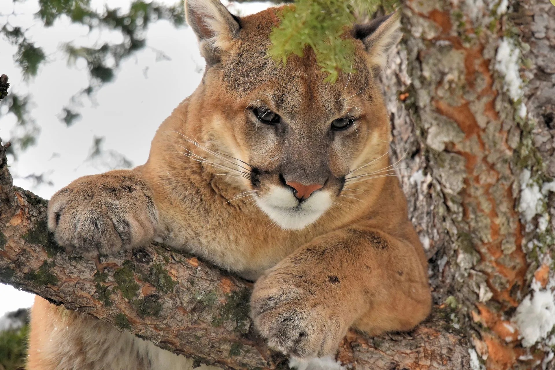 Mountain Lion Hunting Closure – LMU 315