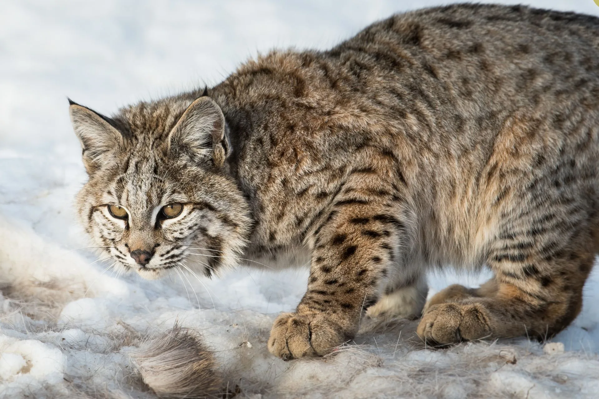 Bobcat hunting and trapping licenses need to be purchased by Nov. 30 