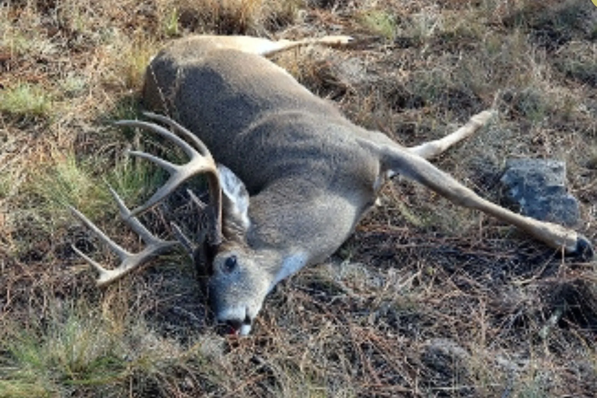 Tips sought on white-tailed deer poached at Blue Mountain Recreation Area near Missoula