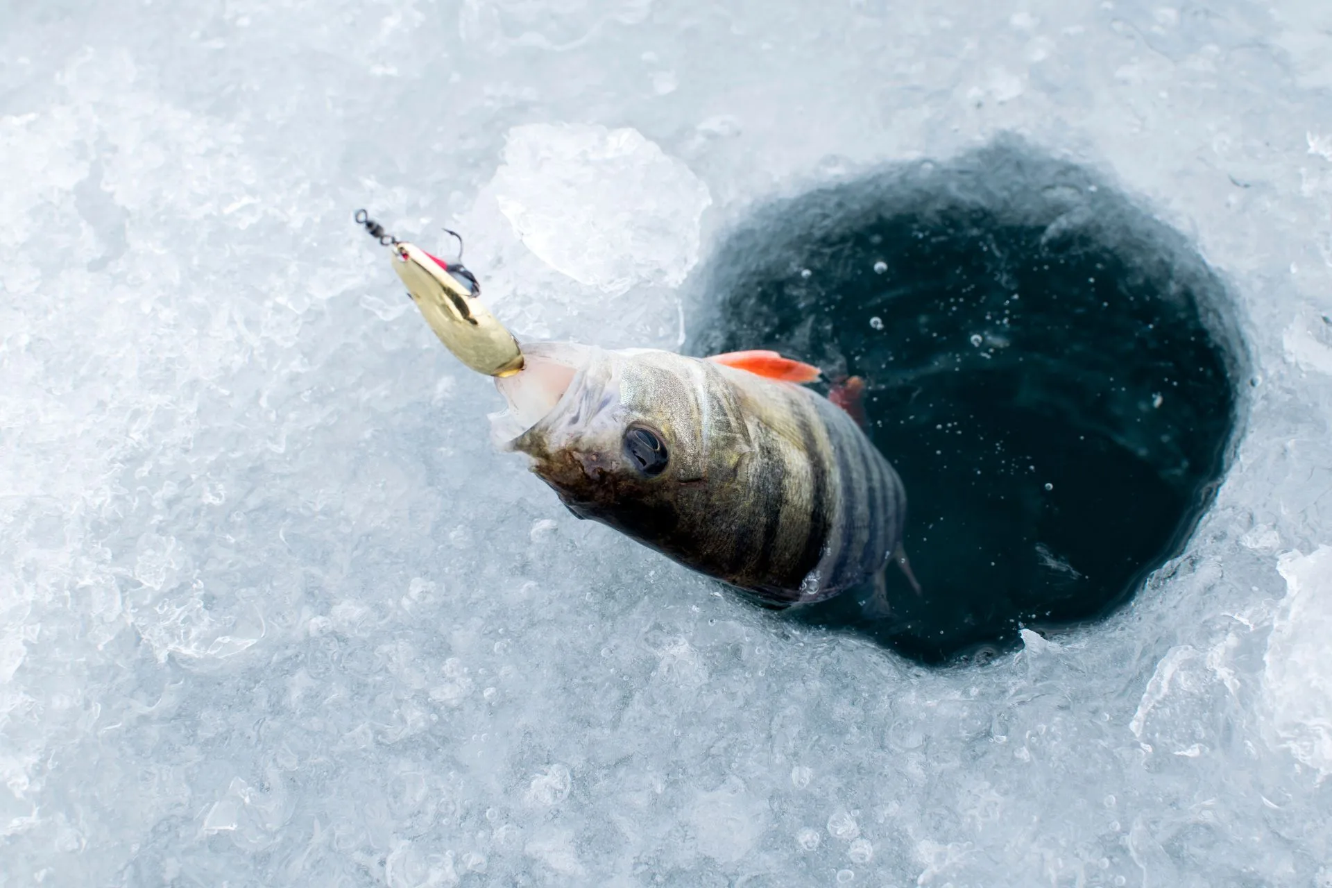 The Ice Will Be Heating Up in 2026