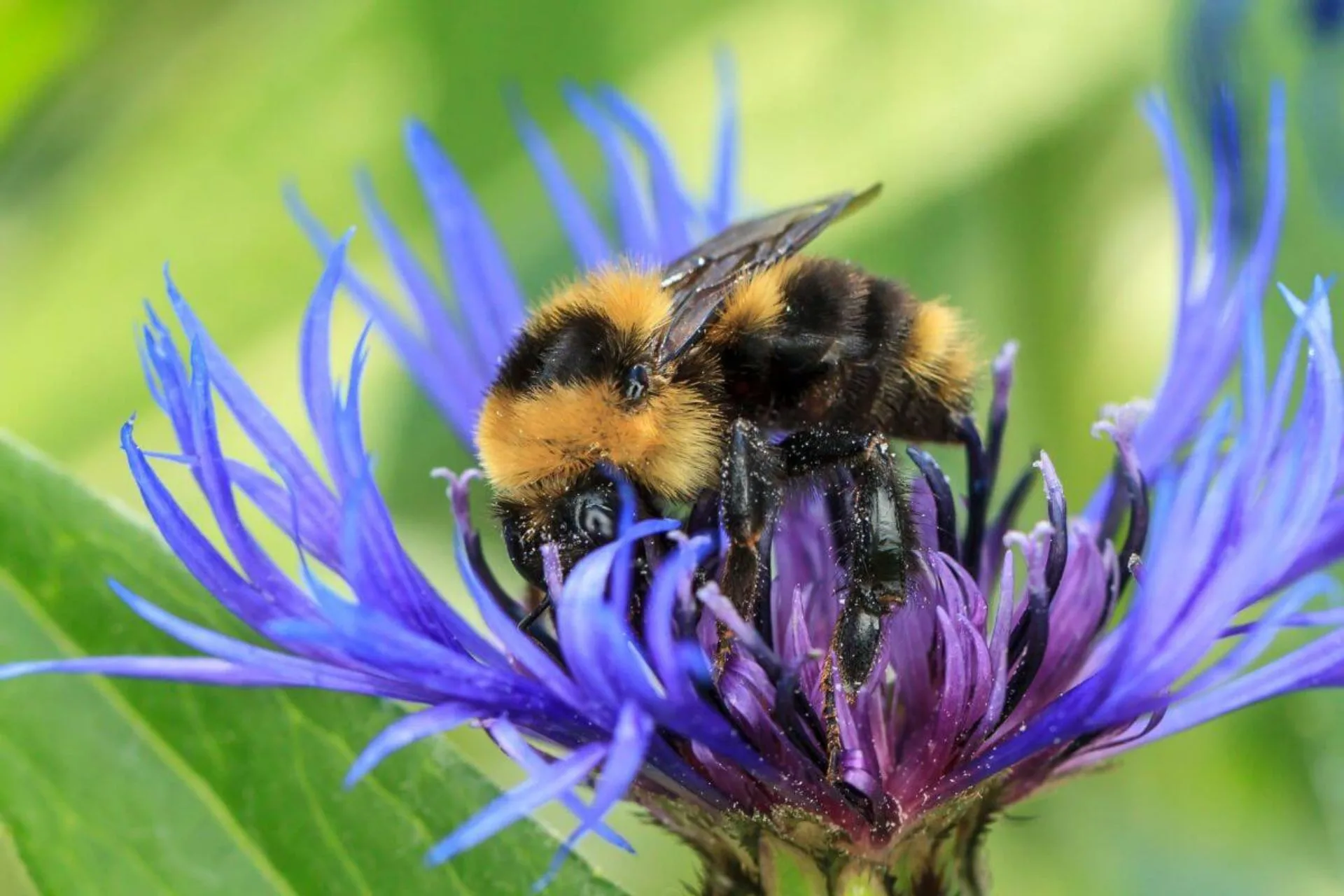 Bees Are the Best