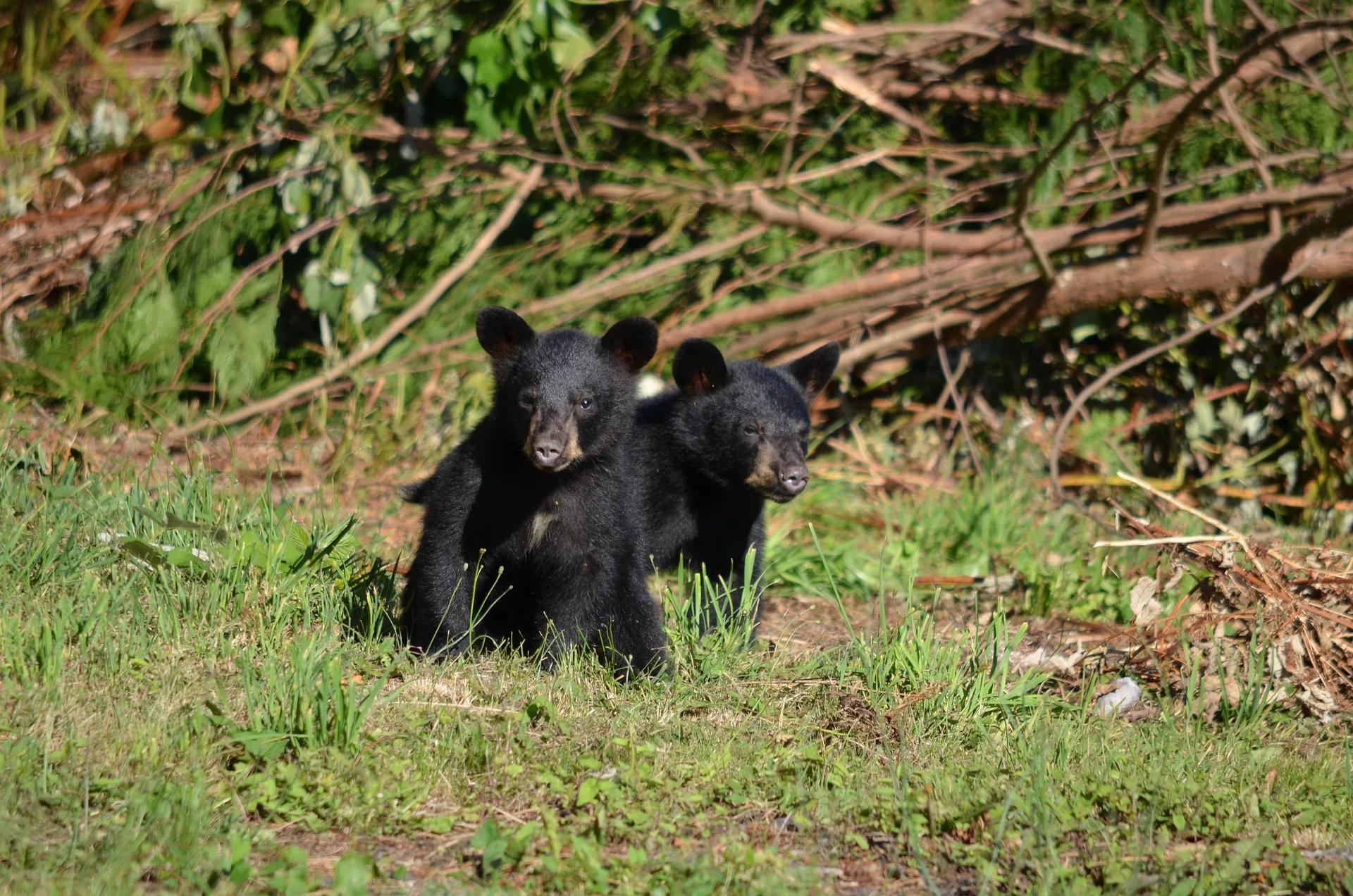 Tips sought on black bear cub shot west of Stevensville