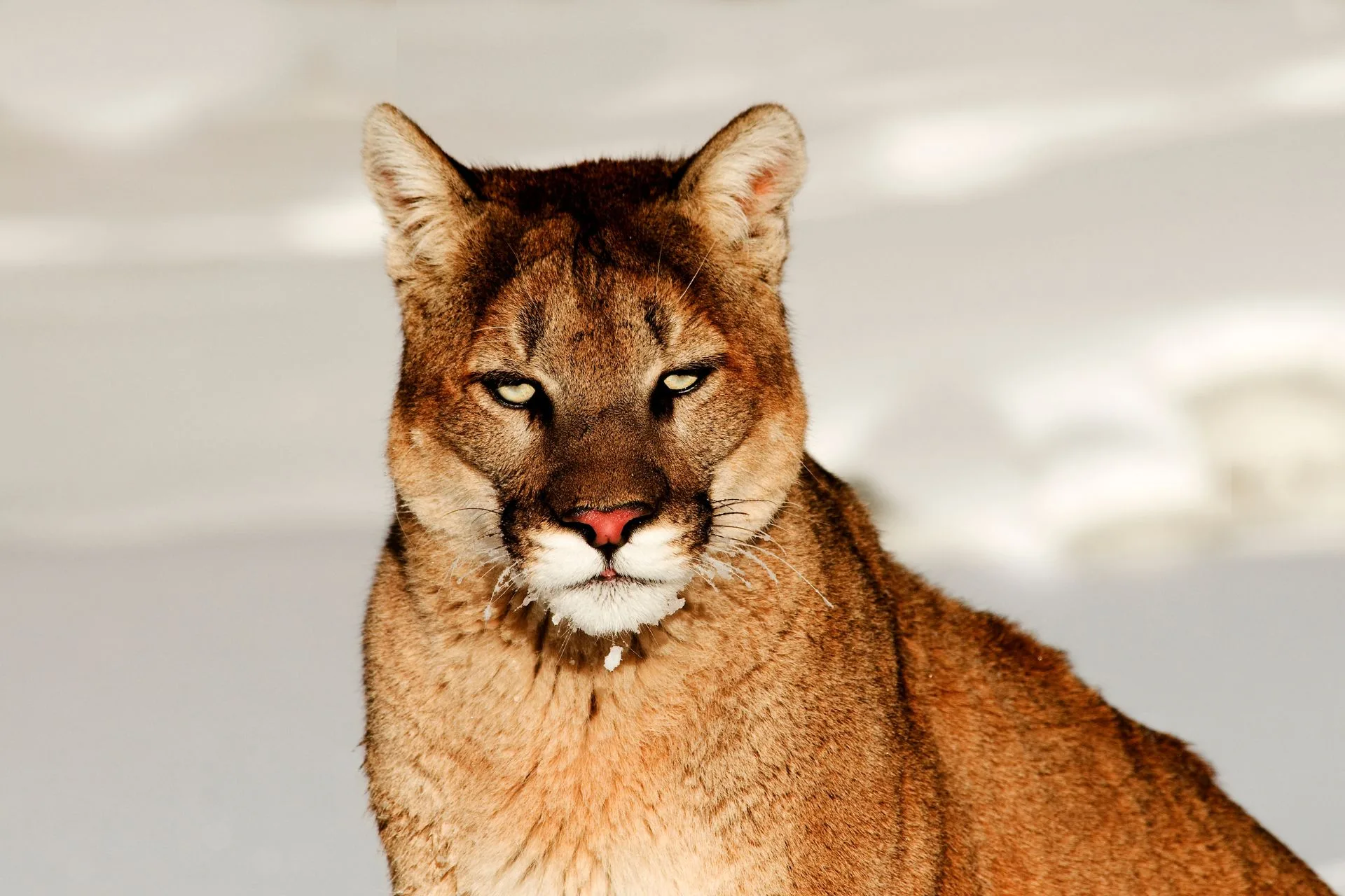 Notice of Mountain Lion Closure