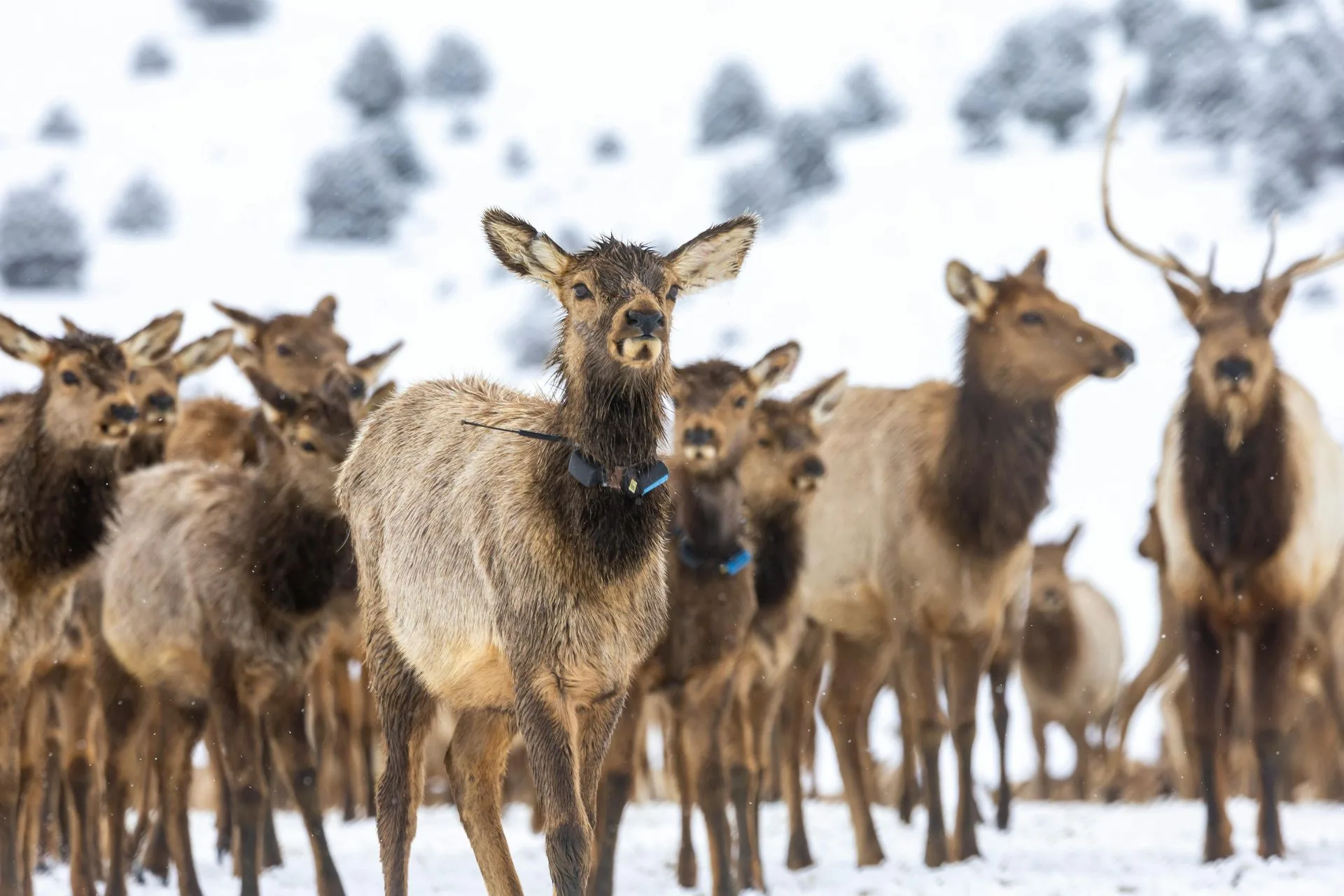 Muzzleloader Heritage Season opens soon
