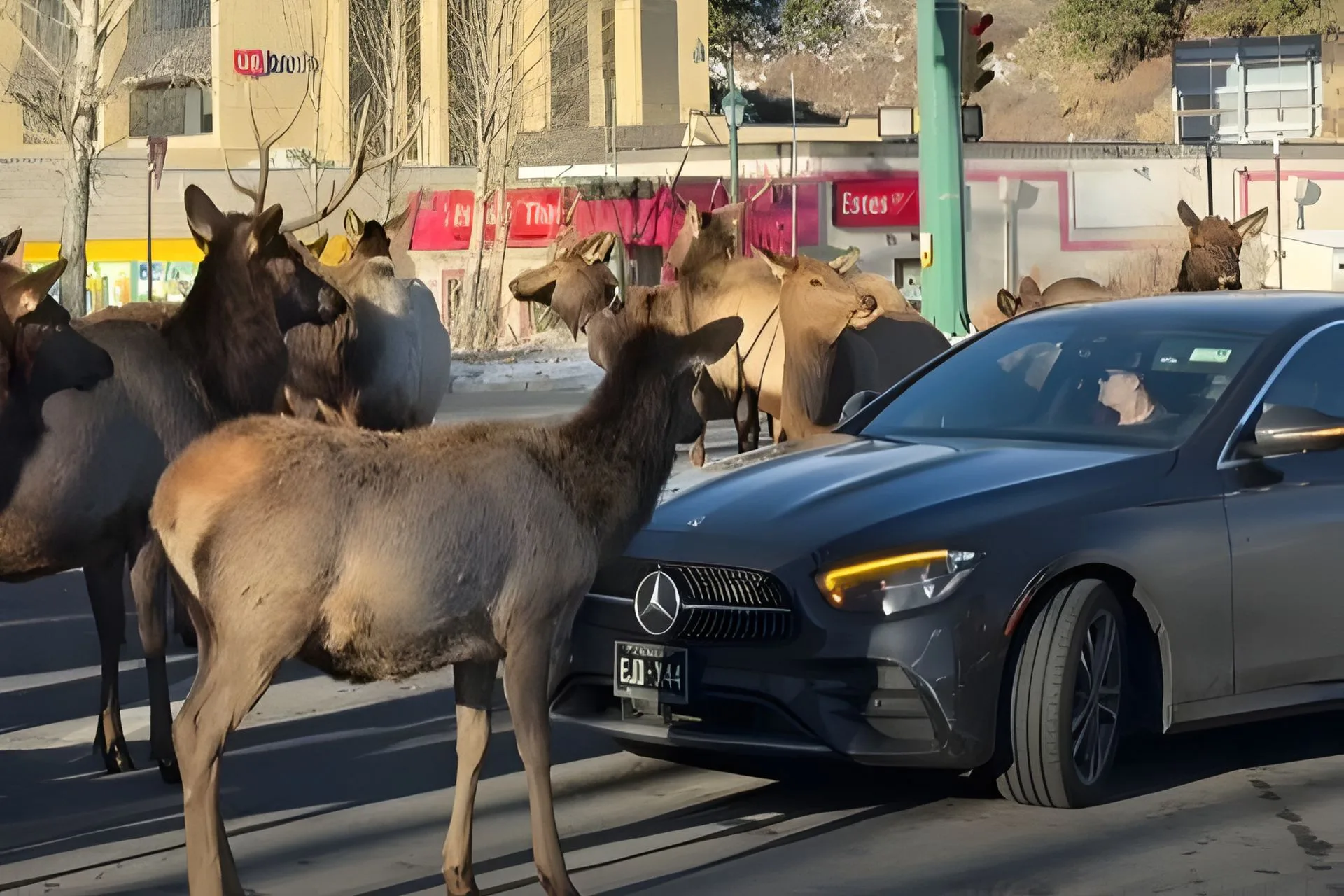 Some Elk Have Attitude