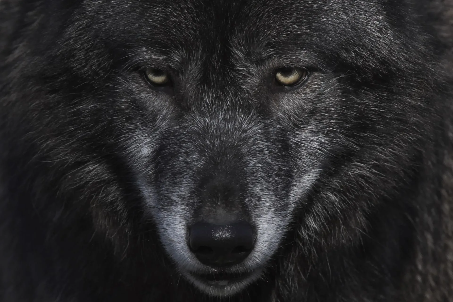 Montana Wolf Harvest Update as of 12.9.25