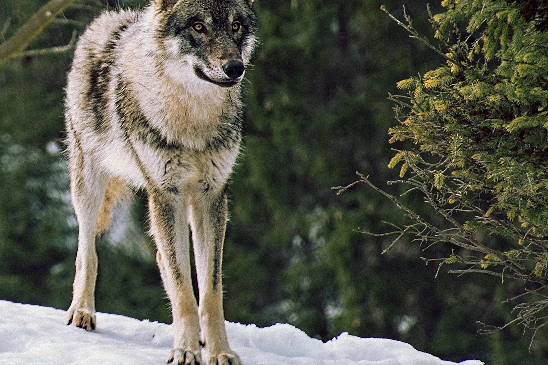 Montana’s Last Wolf Trapper Certification Course of the Season Filling Up