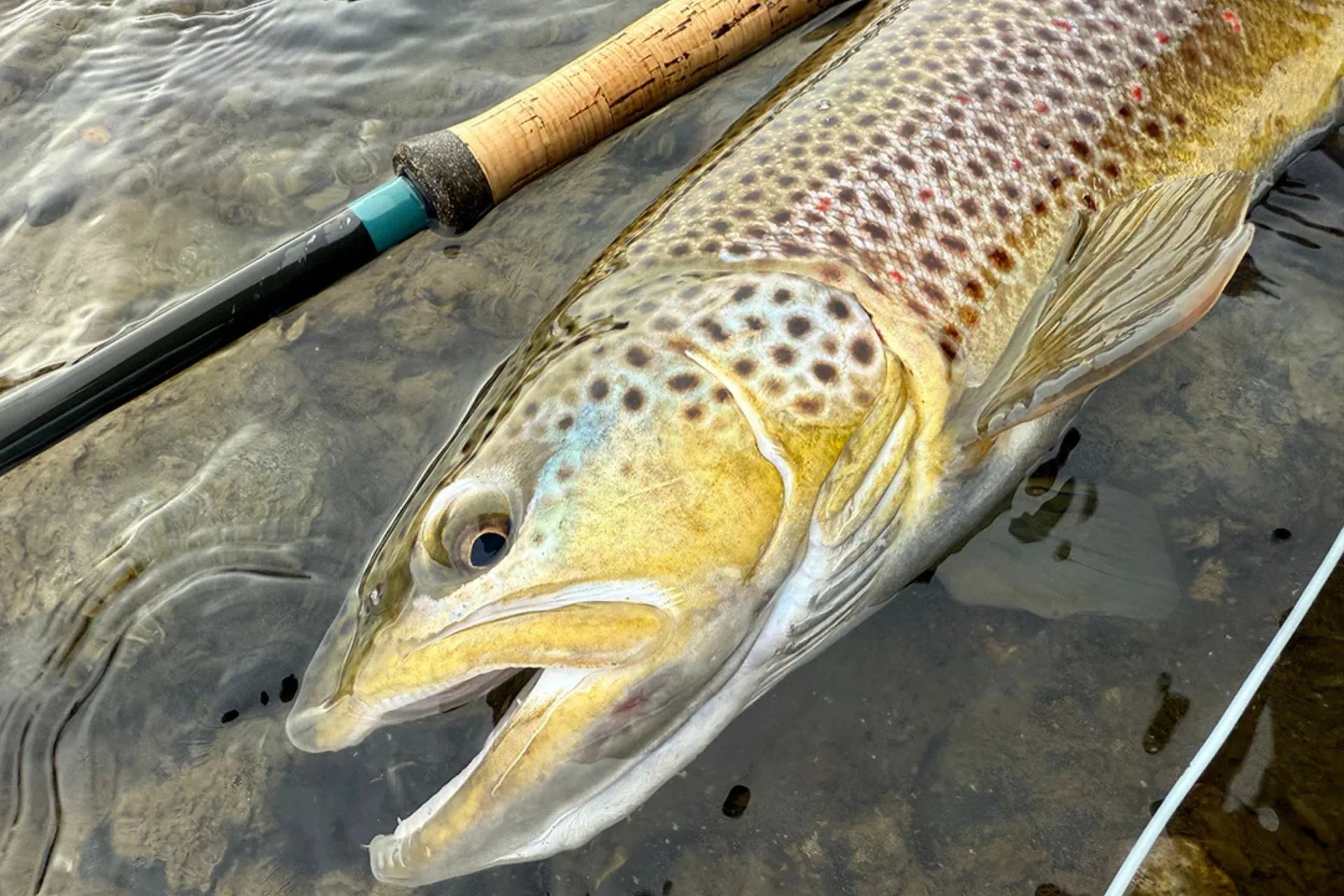 Cold Water, Big Opportunity–Here Are The Fly Patterns You Need Right Now