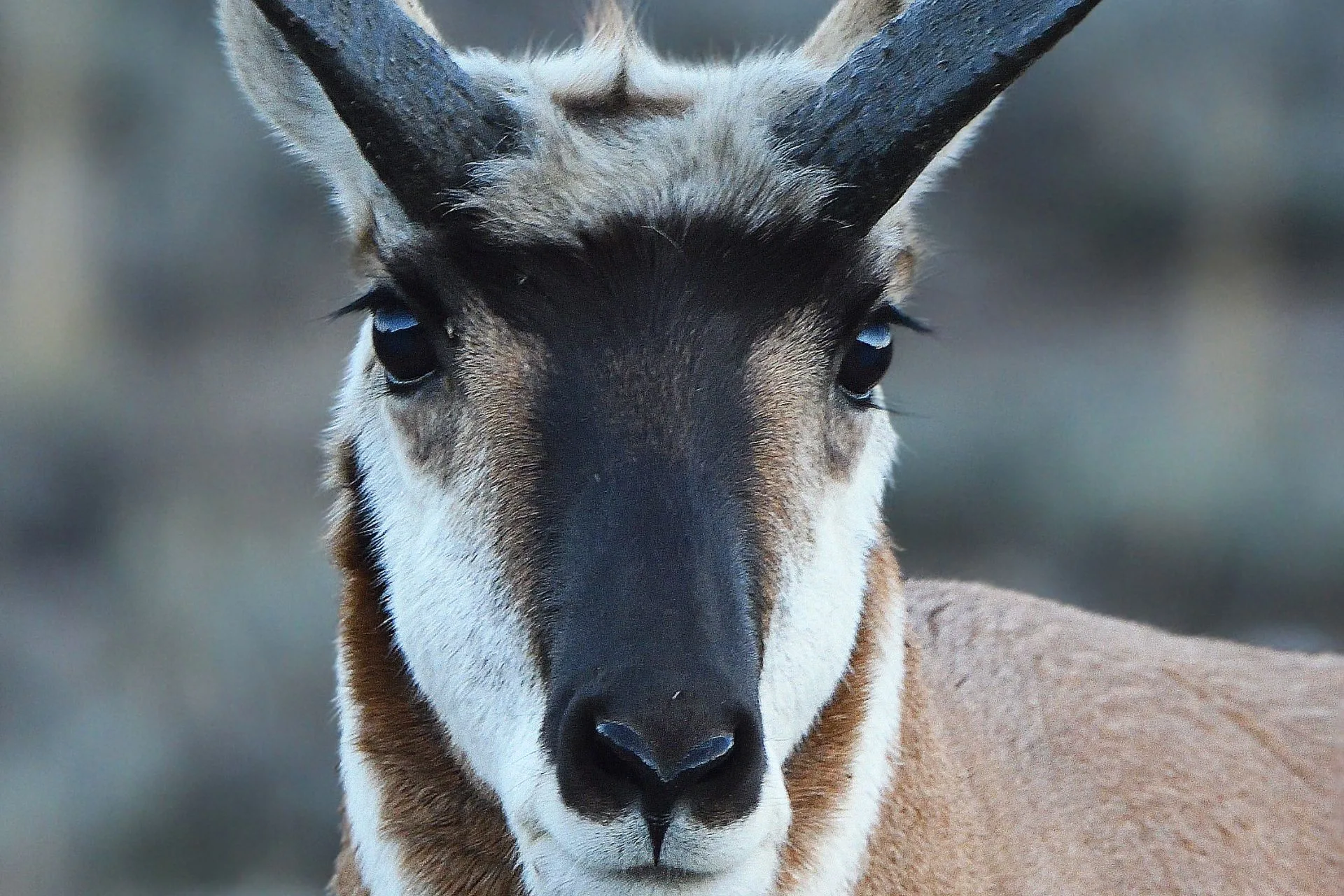 Hunter traffic down slightly at SE MT check stations, harvest rates mixed for Region 7
