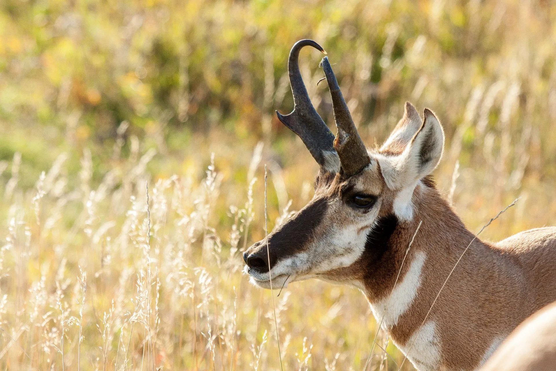 Southest Montana pronghorn populations decline, permits cut