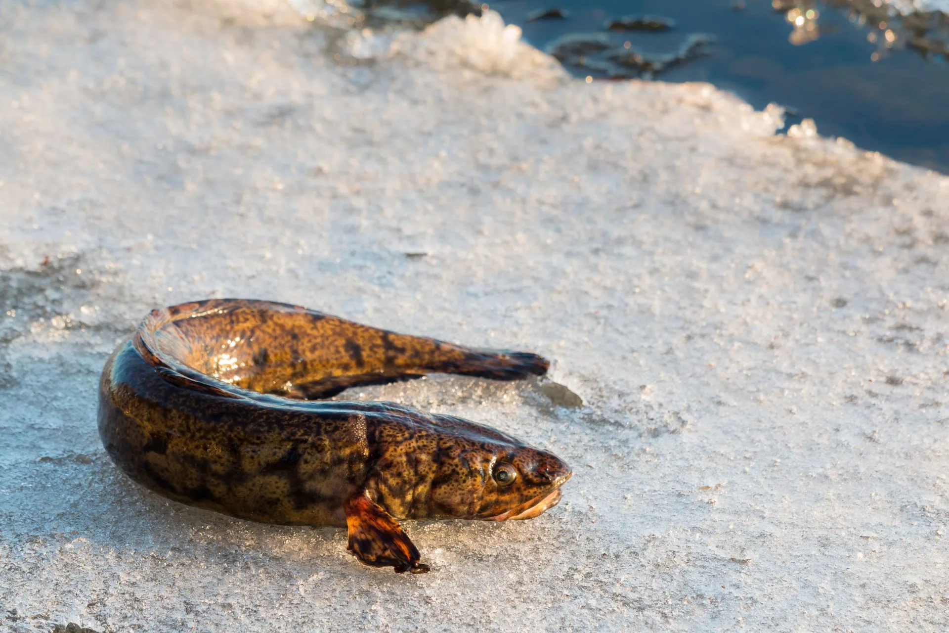 If Midnight Ling Are There, Here’s How to Catch Them