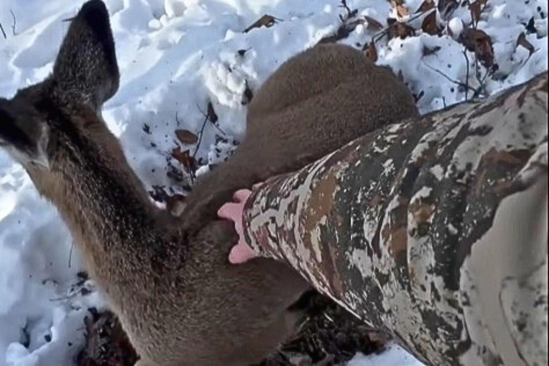 This Is Definitely Not Your Average Deer Hunt