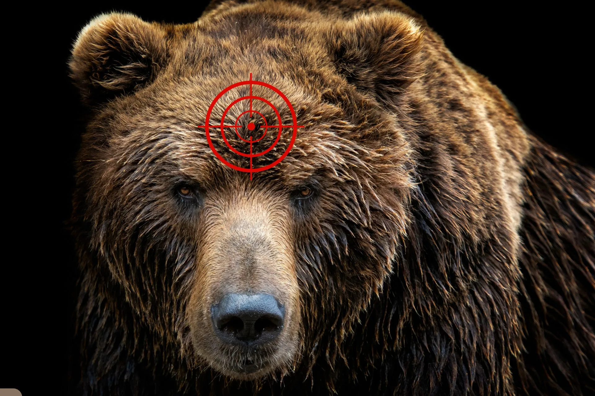 Grizzly Bear Delisting May Be Closer Than We Think