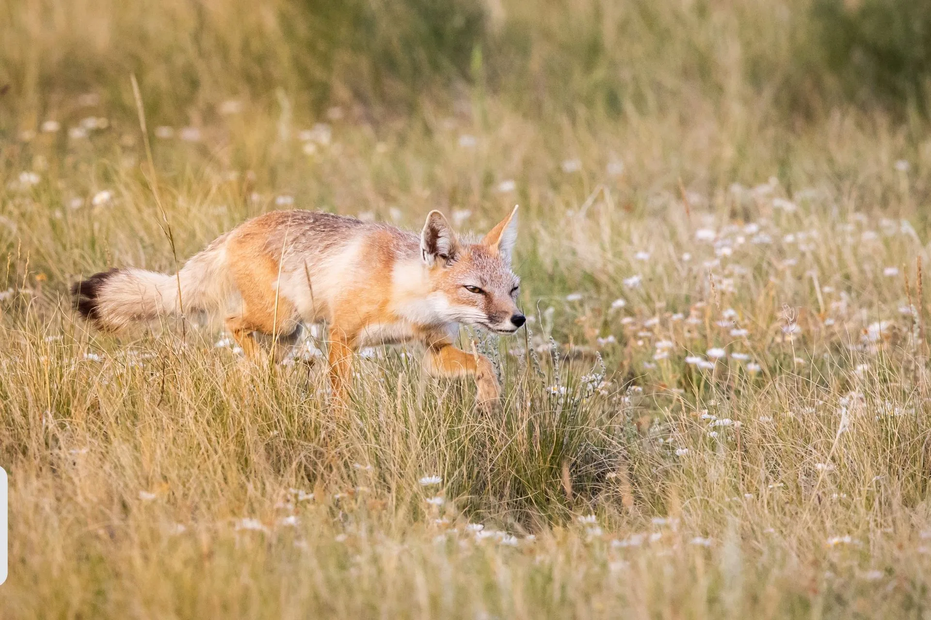 Region 6 pending closure to swift fox