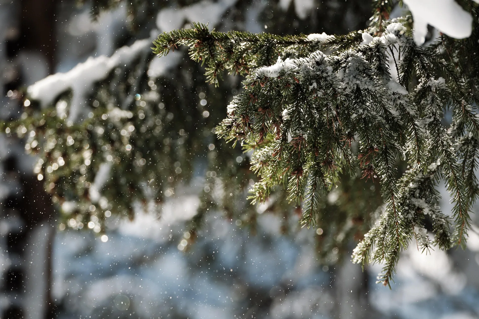 BLM Launches “One Dollar, One Tree” Holiday Savings Across Local Public Lands