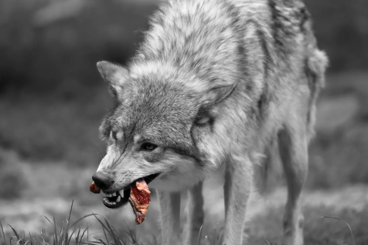 Where Montana’s Wolf Harvest Stands Right Now