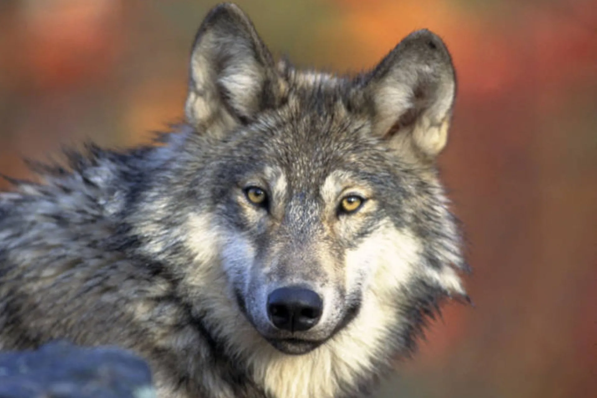 Reward increased to $31K for information on wolf killed out of season