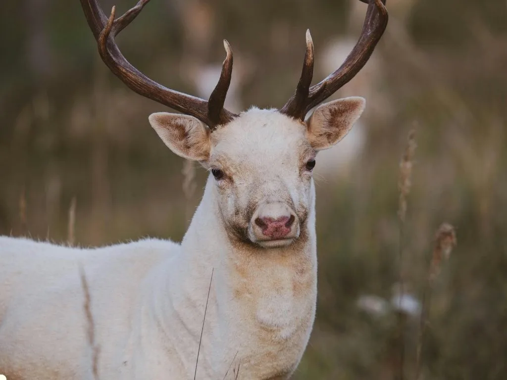 Understanding Color Variations in Wildlife