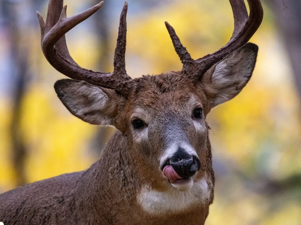 Montana 2026 Hunting Regulations Available Now
