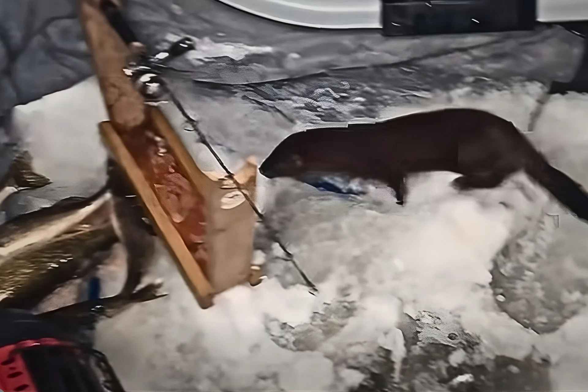 Mink Steals Walleye From Ice Angler