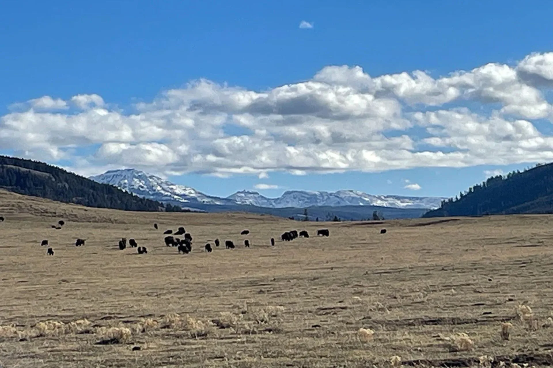 Yellowstone National Park Fishing Report 1.12.26