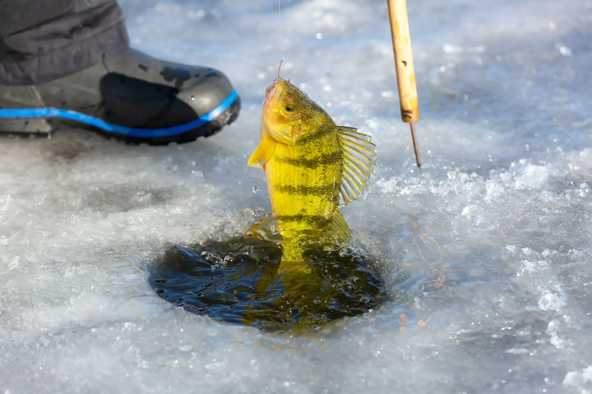 This Illegal Fish Could Cost Idaho Thousands