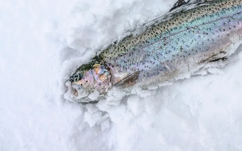 Helena, MT Area Reservoirs Fishing/Ice Report 1.20.26